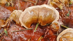 Ganoderma austroafricanum