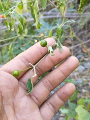 Capsicum annuum glabriusculum