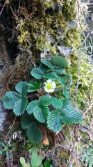 Fragaria hayatae