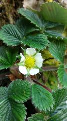 Fragaria hayatae