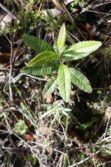 Morella pubescens