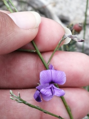 Amphithalea biovulata