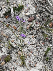 Amphithalea biovulata