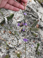 Amphithalea biovulata