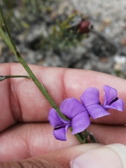 Amphithalea biovulata