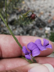 Amphithalea biovulata