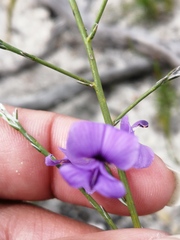 Amphithalea biovulata
