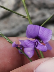 Amphithalea biovulata