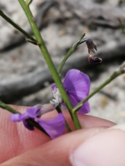 Amphithalea biovulata
