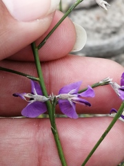 Amphithalea biovulata