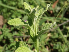 Pterocaulon redolens