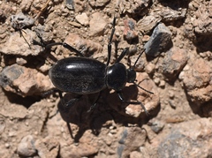 Eleodes grandicollis
