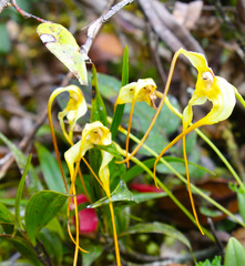 Masdevallia uncifera