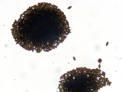 Hypoxylon rubiginosum