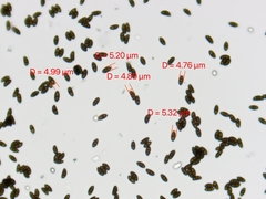 Hypoxylon rubiginosum