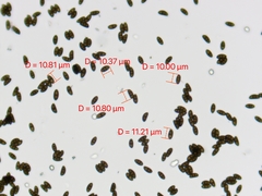 Hypoxylon rubiginosum