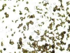 Hypoxylon rubiginosum