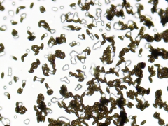 Hypoxylon rubiginosum