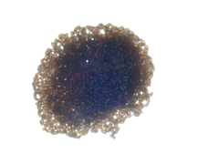 Hypoxylon rubiginosum