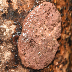 Hypoxylon rubiginosum