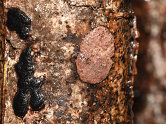 Hypoxylon rubiginosum