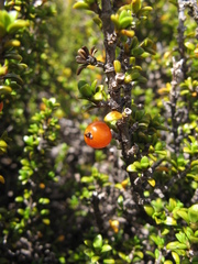 Coprosma pseudocuneata