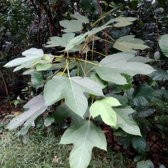Ficus grossularioides