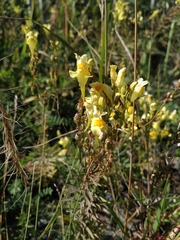 Linaria acutiloba