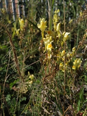 Linaria acutiloba