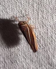 Idiodonus kennicotti