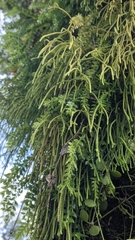 Phlegmariurus phlegmaria