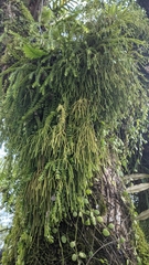 Phlegmariurus phlegmaria