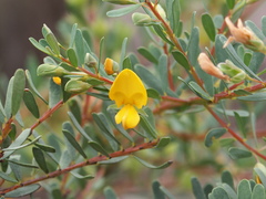 Pultenaea euchila
