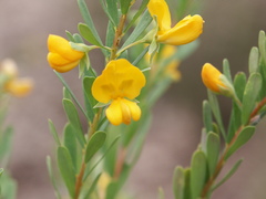 Pultenaea euchila