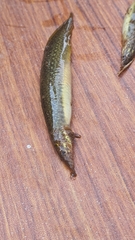 Macrognathus pancalus