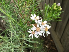 Olearia glutinosa