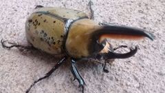 Dynastes hyllus