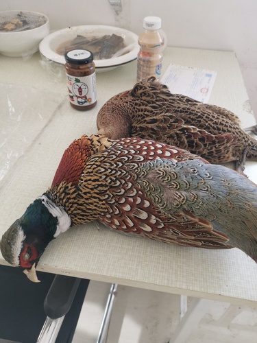 Ring-necked Pheasant
