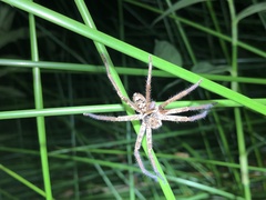 Heteropoda jugulans