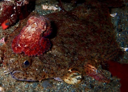 Speckled sanddab (Citharichthys stigmaeus) — Paralichthyidae