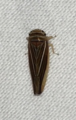 Idiodonus kennicotti