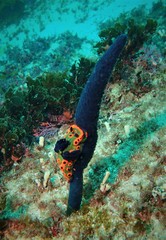 Sigillina cyanea