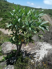 Cussonia paniculata