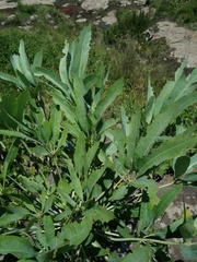 Cussonia paniculata