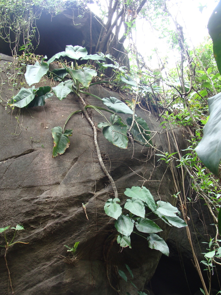 Syngonium chiapense