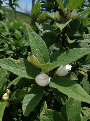 Bowkeria verticillata