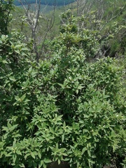 Bowkeria verticillata