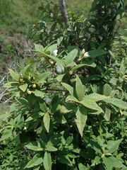 Bowkeria verticillata