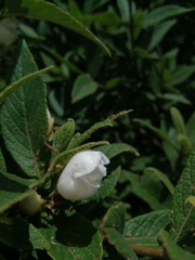 Bowkeria verticillata