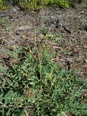 Astragalus inopinatus